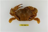 藏品(日本蟳)的圖片